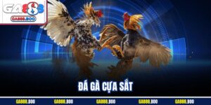 Trải Nghiệm Sôi Động Kịch Tính Với Đá Gà Cựa Sắt Ga88