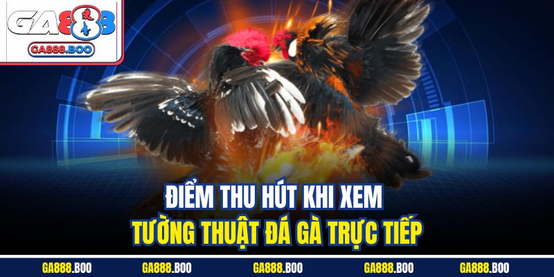 Tường Thuật Trực Tiếp Đá Gà - Tận Hưởng Không Khí Sôi Động 3 Điểm thu hút khi xem tường thuật đá gà trực tiếp